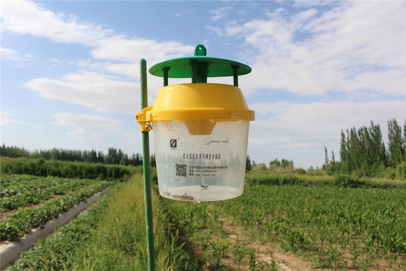 敦煌:强化病虫监测预警，为农业保驾护航