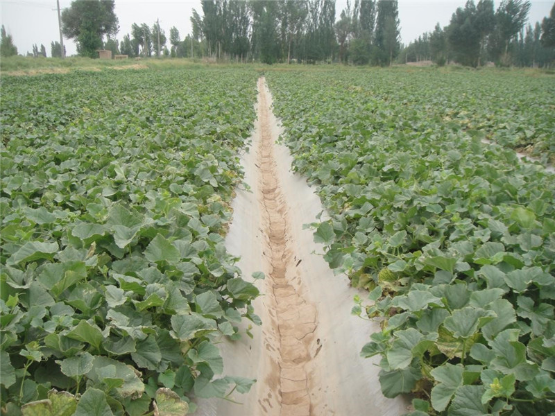 敦煌市：认真落实土肥水惠农项目 助力农业高质量发展