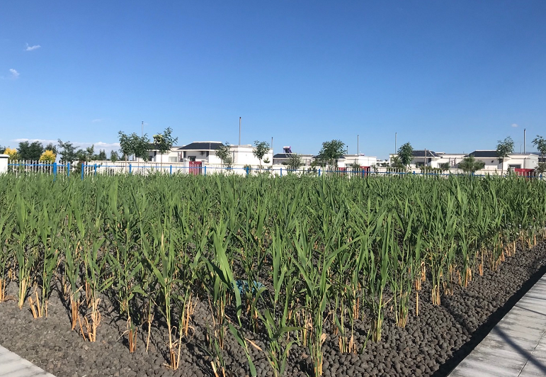 功能型精准湿地污水处理系统成为我省多地农村治污首选技术