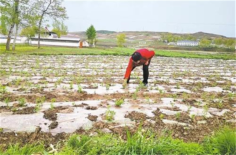 甘肃岷县：药乡焕发新活力