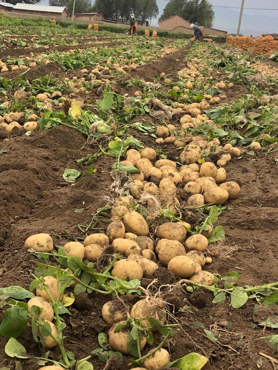 山丹县马铃薯迎来收获季节