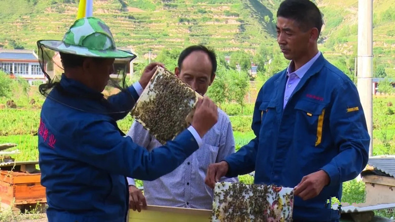 岷县黄芪蜜捧回全国金奖