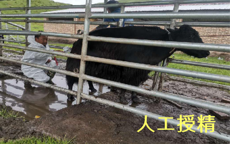 省畜牧总站顺利完成牦牛“牧繁农育”高效养殖技术集成试验示范项目