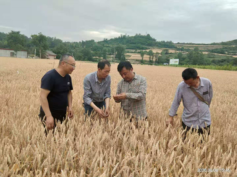 徽县：不断加大农技推广力度 全力保障粮食生产安全