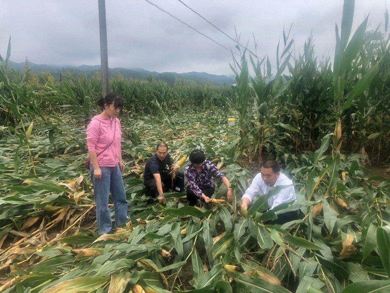 徽县：不断加大农技推广力度 全力保障粮食生产安全