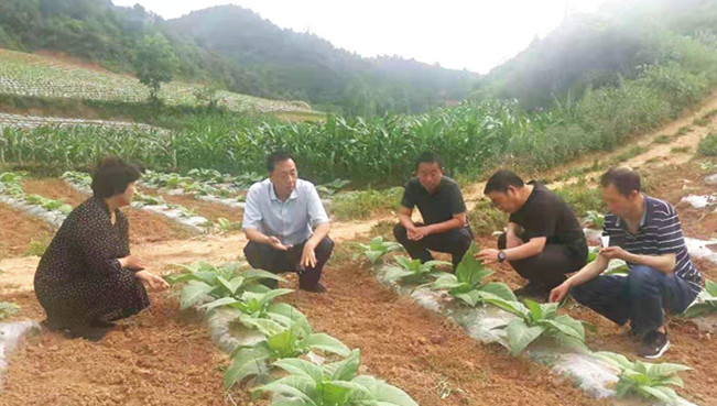 徽县：不断加大农技推广力度 全力保障粮食生产安全