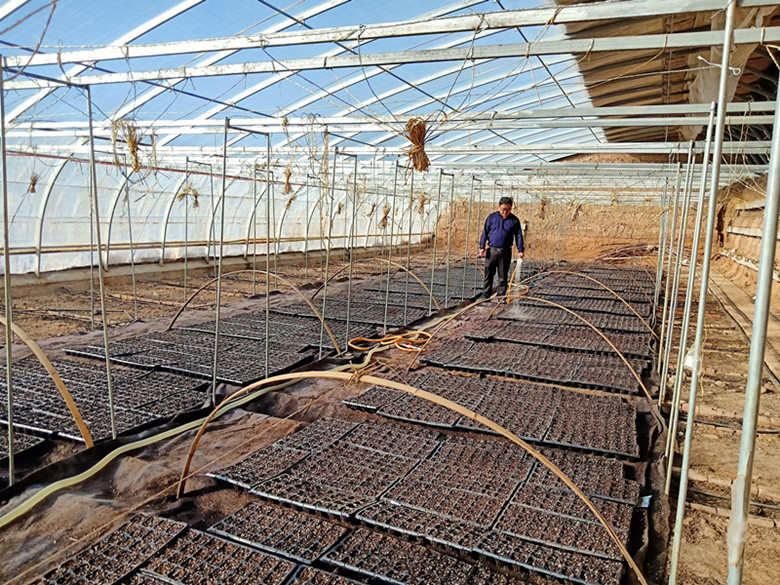 临泽县农技人员开展温室大棚育苗推广优良品种