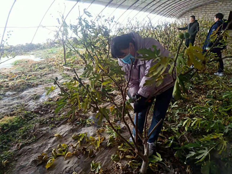 瓜州县农技服务送地头助农“开门红”