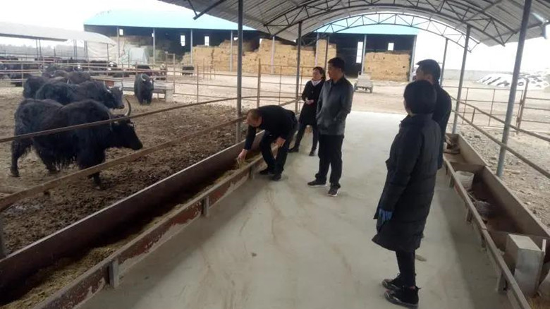 民乐县农业农村局刷新“肉羊养殖示范长廊”的金招牌