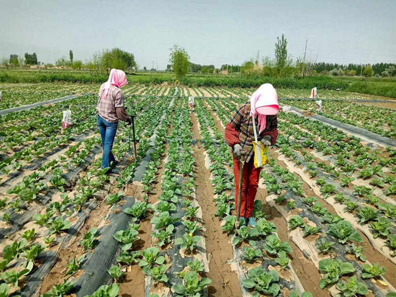 临泽县农技人员进村入户指导农户开展退化耕地治理工作