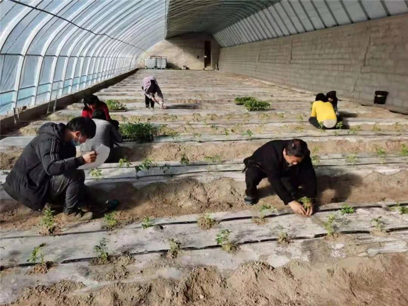 瓜州：党建引领，吹响春耕生产“集结号”