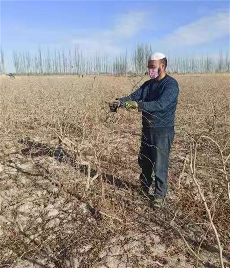 瓜州：党建引领，吹响春耕生产“集结号”