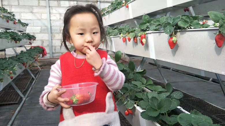 瓜州县开启“莓”好时光 草莓采摘正当时