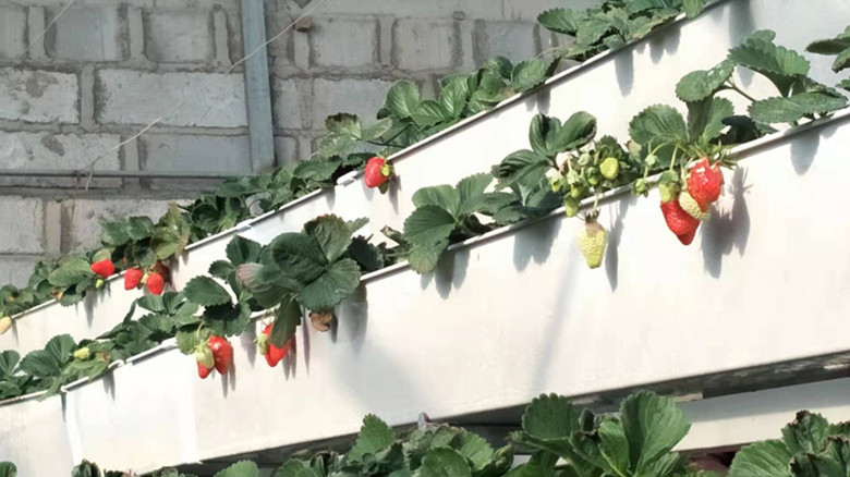 瓜州县开启“莓”好时光 草莓采摘正当时