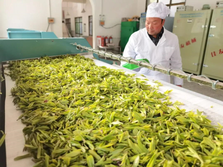 绿能农科助力陇南茶产业振兴