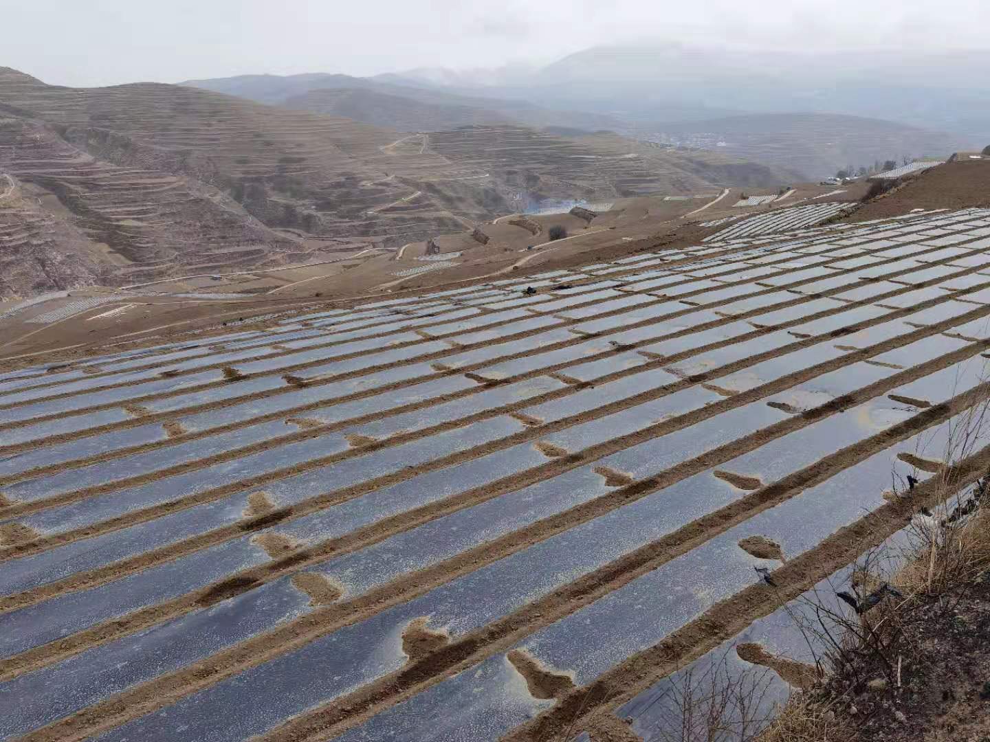 省经作站站长李向东调研宕昌县中药材绿色标准化生产基地建设安排抓点示范工作
