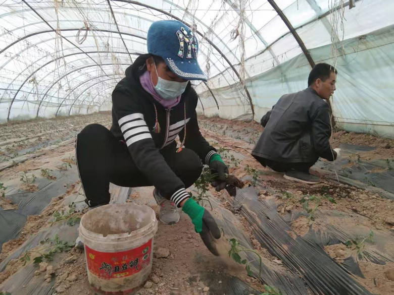 民乐县开展肥料包装废弃物回收处理工作