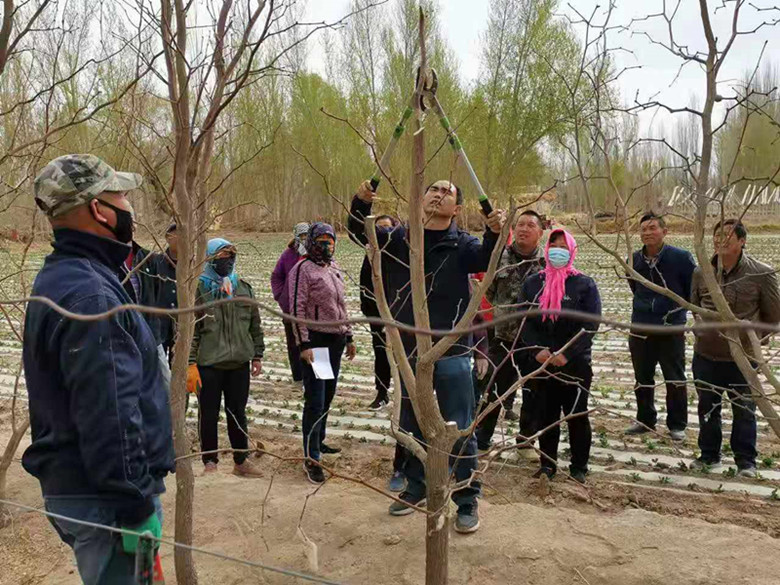 敦煌市郭家堡镇又是一年春来到枣树修剪正当时