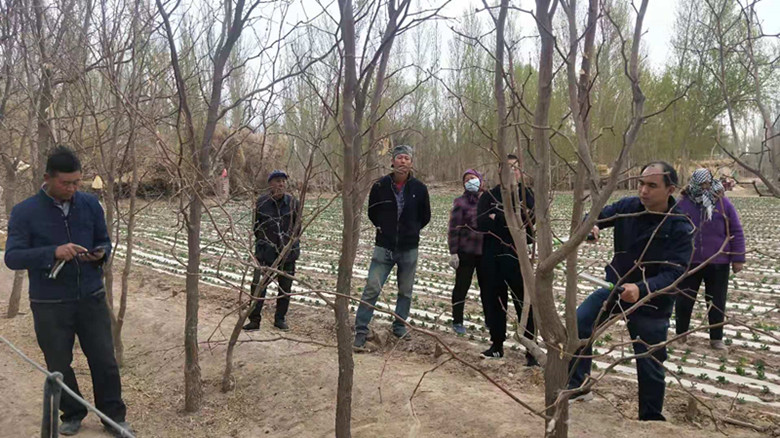 敦煌市郭家堡镇又是一年春来到枣树修剪正当时