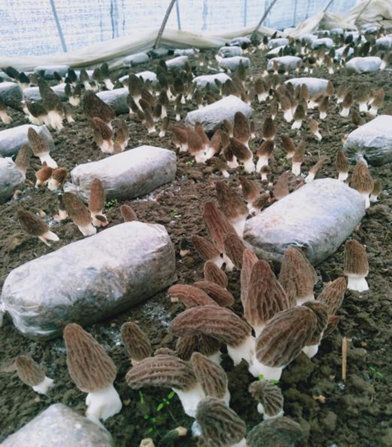 岷县福才食用菌栽培专业合作社种植羊肚菌喜获丰收