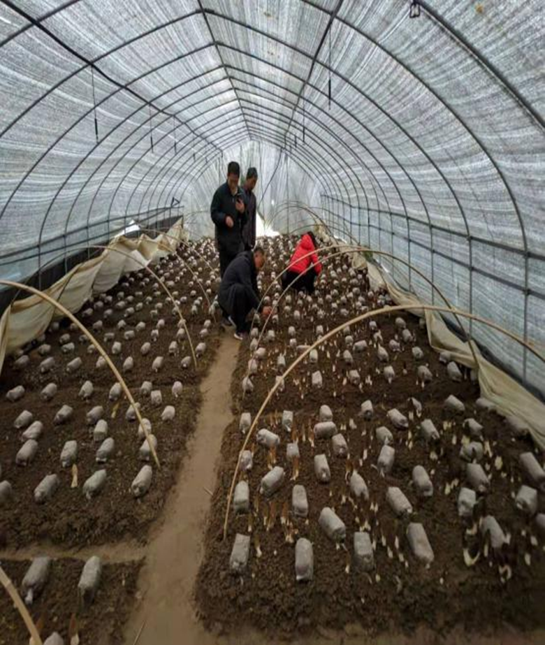 岷县福才食用菌栽培专业合作社种植羊肚菌喜获丰收