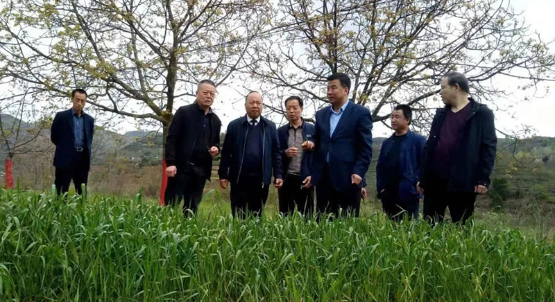 成县小麦重大病虫害防控工作全面展开