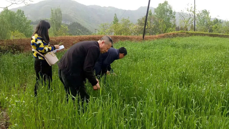 成县小麦重大病虫害防控工作全面展开