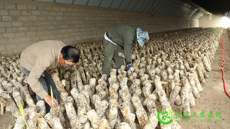 瓜州县因地制宜育产业提质增效促增收