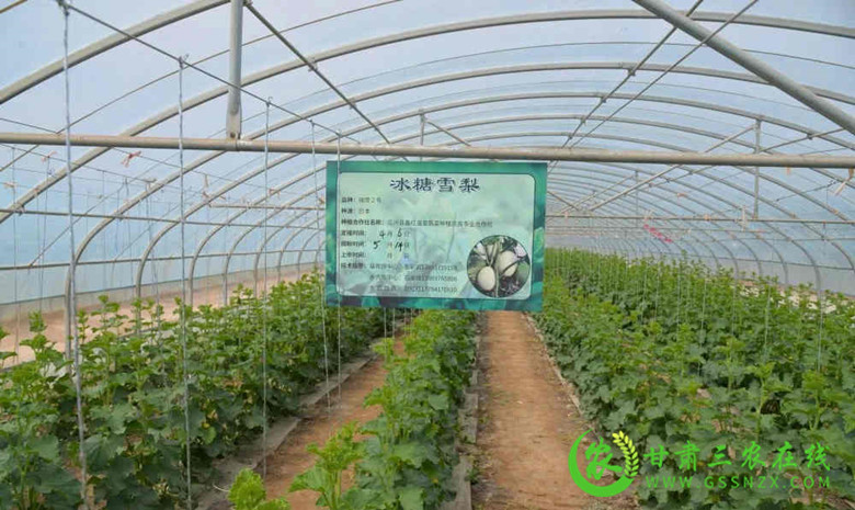 瓜州县群众种瓜得瓜甜心头