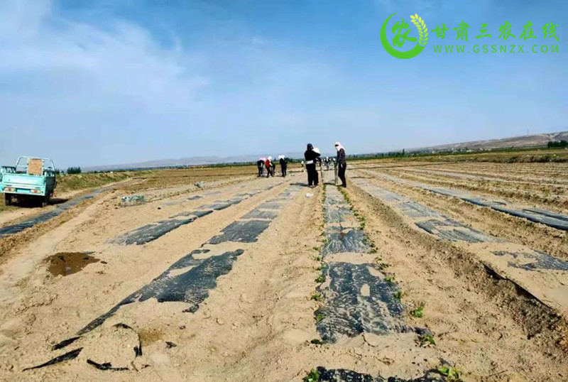 靖远县千亩辣椒种植基地已经拉开帷幕陆续移栽中