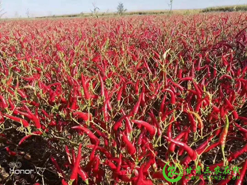 靖远县千亩辣椒种植基地已经拉开帷幕陆续移栽中