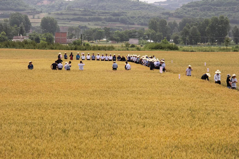 全省冬小麦新品种观摩暨良种联合攻关座谈会在徽县召开