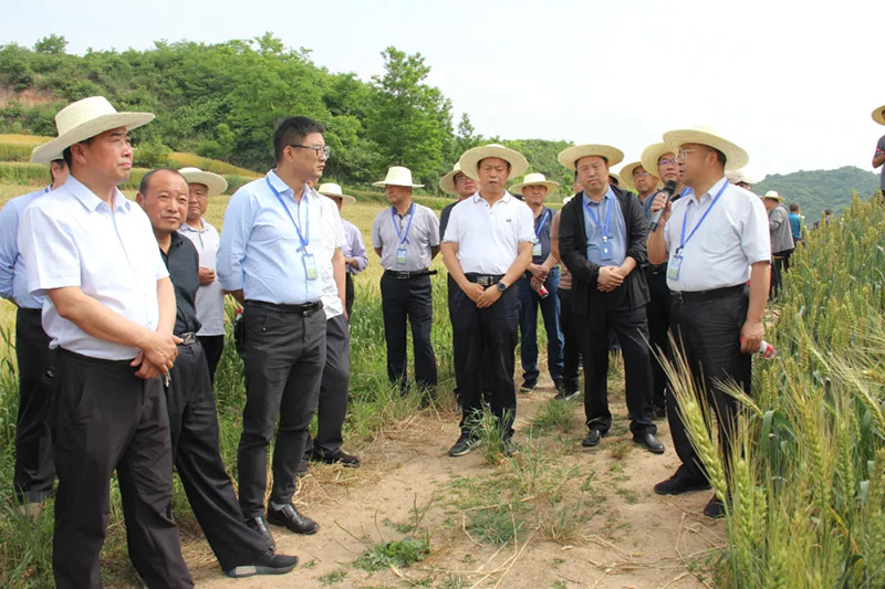 全省冬小麦新品种观摩暨良种联合攻关座谈会在徽县召开