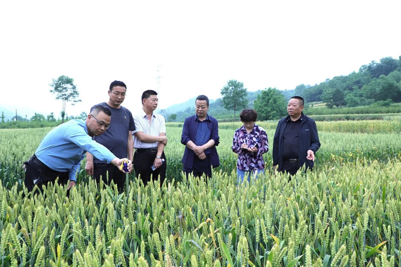 陇南市县农业联合检查组深入一线开展小麦良繁体系指导工作