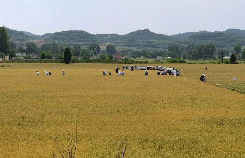 全省2021年兰天系列冬小麦新品种现场观摩会观摩团在徽县伏家镇观摩