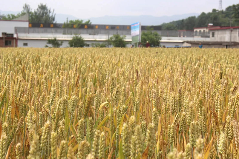 全省2021年兰天系列冬小麦新品种现场观摩会观摩团在徽县伏家镇观摩