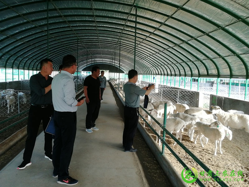 省畜牧技术推广总站积极推进肉羊产业抓点示范工作