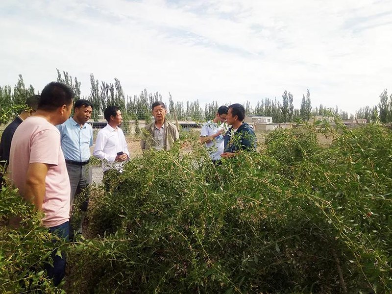 省农业农村厅种植业管理处到甘肃农垦小宛农场进行调研