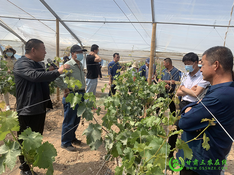 张掖市农业科技特派员在临泽县现代丝路寒旱农业产业园进行专题考察学习