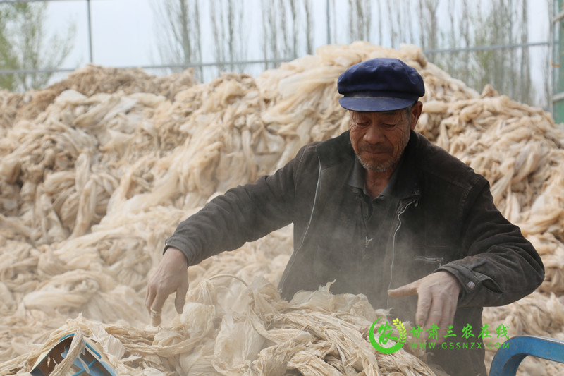 敦煌：多举并措加大废旧农膜回收力度，减少“白色污染”
