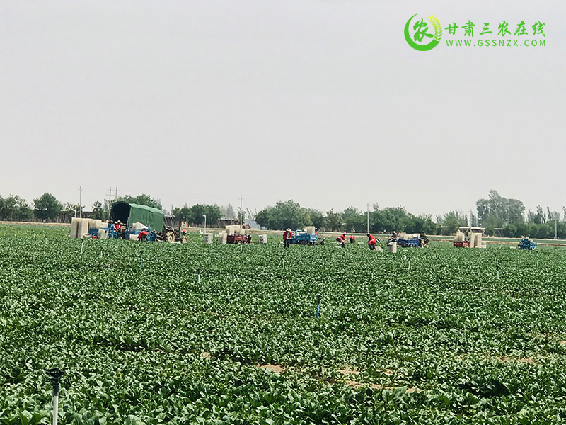 金川区实施果菜茶有机肥替代化肥项目助力产业融合发展农民增收