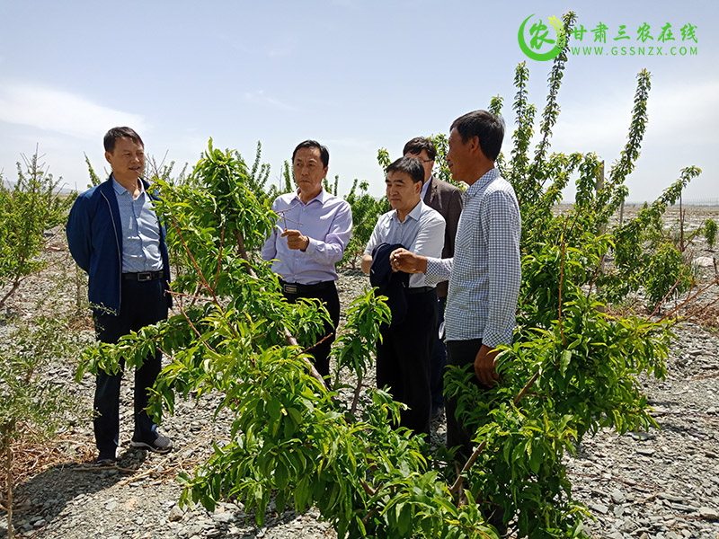 靖远县加大旱作节水农业技术示范推广力度 提升农业抗旱减灾能力