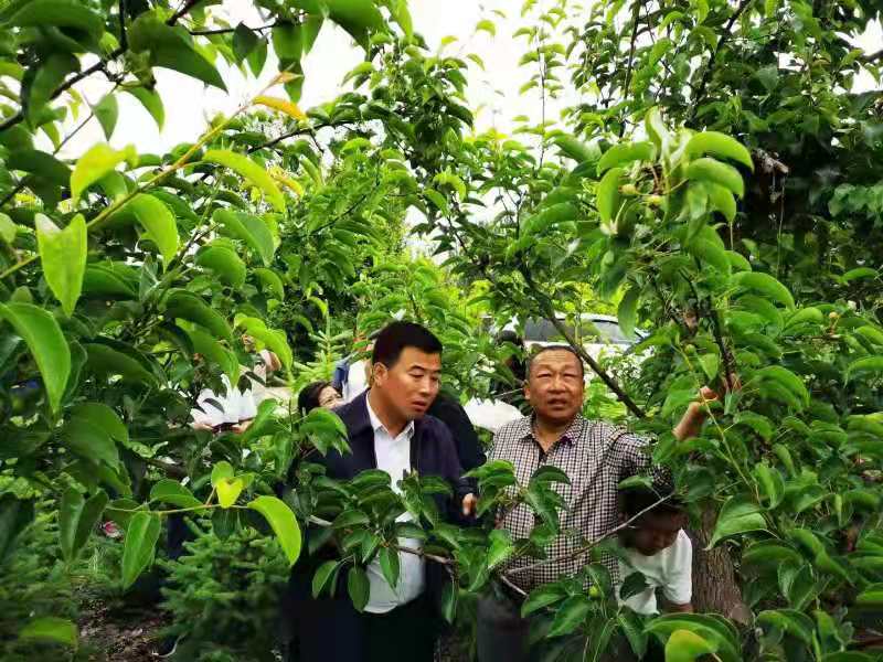 省植保站调研督导组赴山丹县调研2021年植保植检重点工作