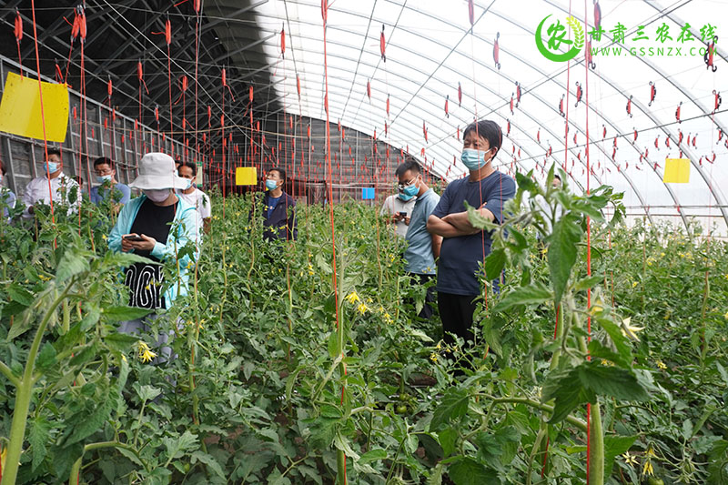 全省农技推广抓点示范现场观摩团赴肃州区观摩现代农业发展建设情况