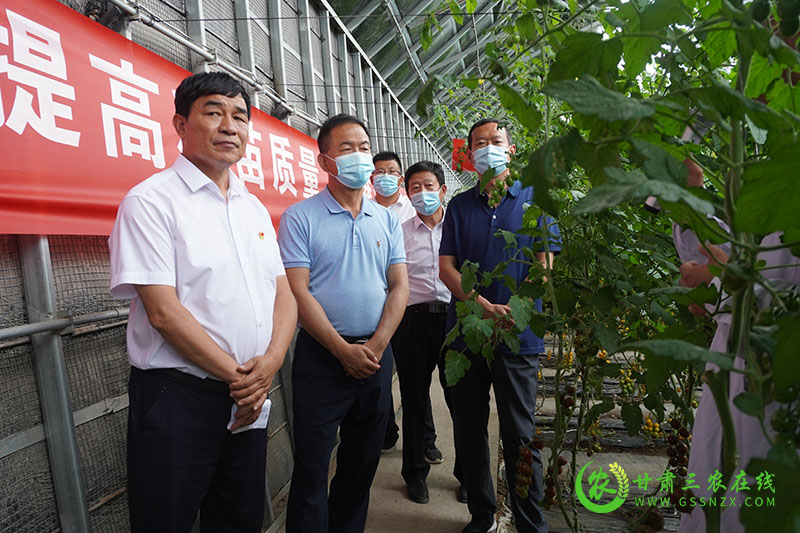 全省农技推广抓点示范现场观摩团赴肃州区观摩现代农业发展建设情况
