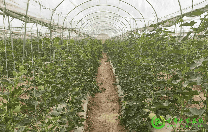 瓜州：蜜瓜管护正当时 农技服务送上门