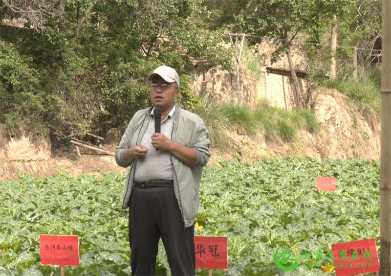 临泽县：科技引领政府推动  为高原夏菜产业发展助力