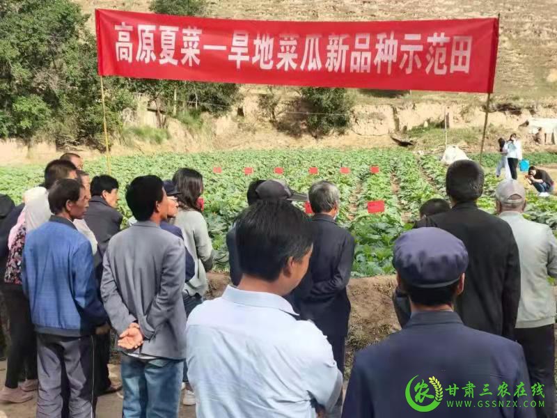 临泽县：科技引领政府推动  为高原夏菜产业发展助力