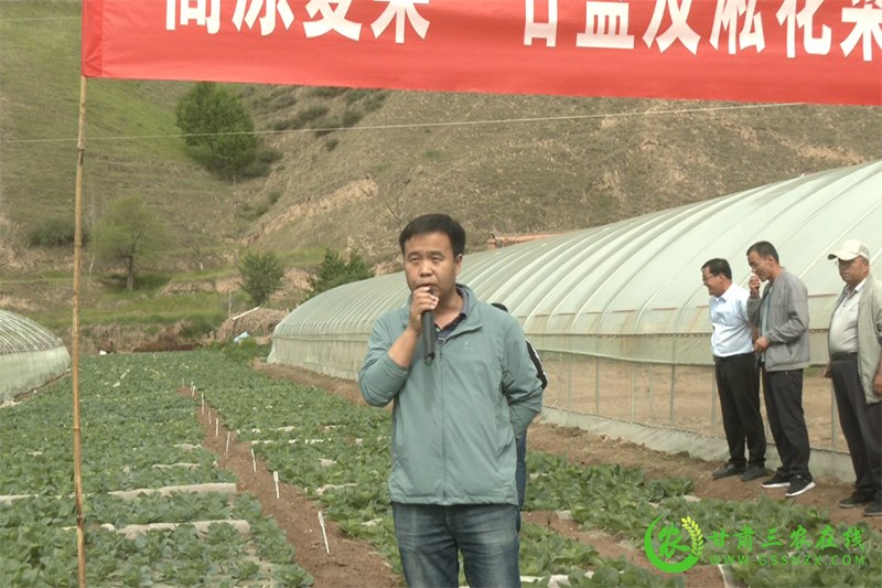 临泽县：科技引领政府推动  为高原夏菜产业发展助力