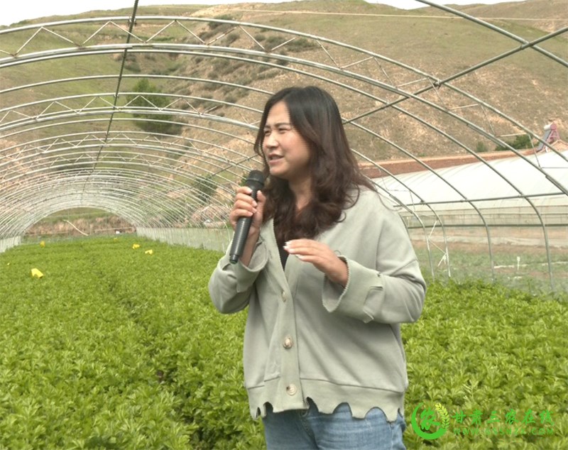 临泽县：科技引领政府推动  为高原夏菜产业发展助力